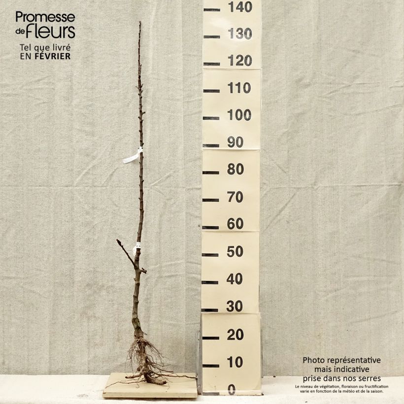 Columnar Apple Tree Courson - Malus domestica Bare root, Columnar sample as delivered in winter