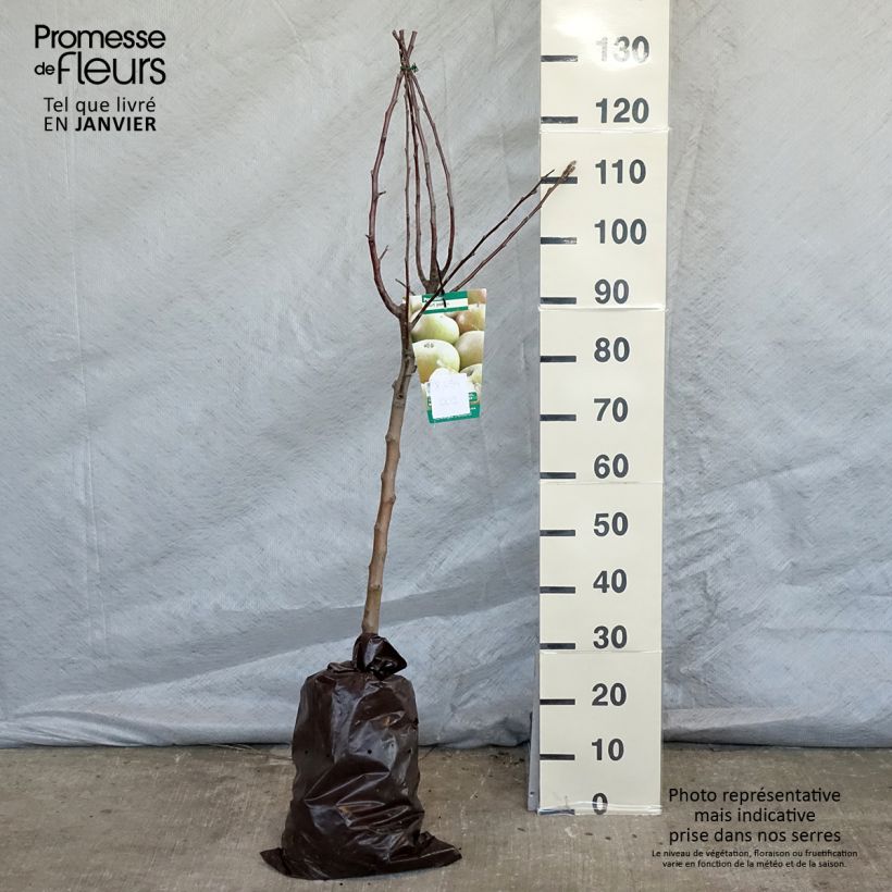 Apple Tree Court Pendu - Malus domestica Ready-to-plant root ball, Goblet sample as delivered in winter