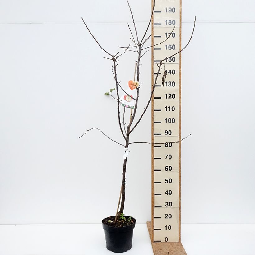 Apple Tree Cox's Orange Pippin - Malus domestica 7.5L/10L pot, Goblet sample as delivered in autumn