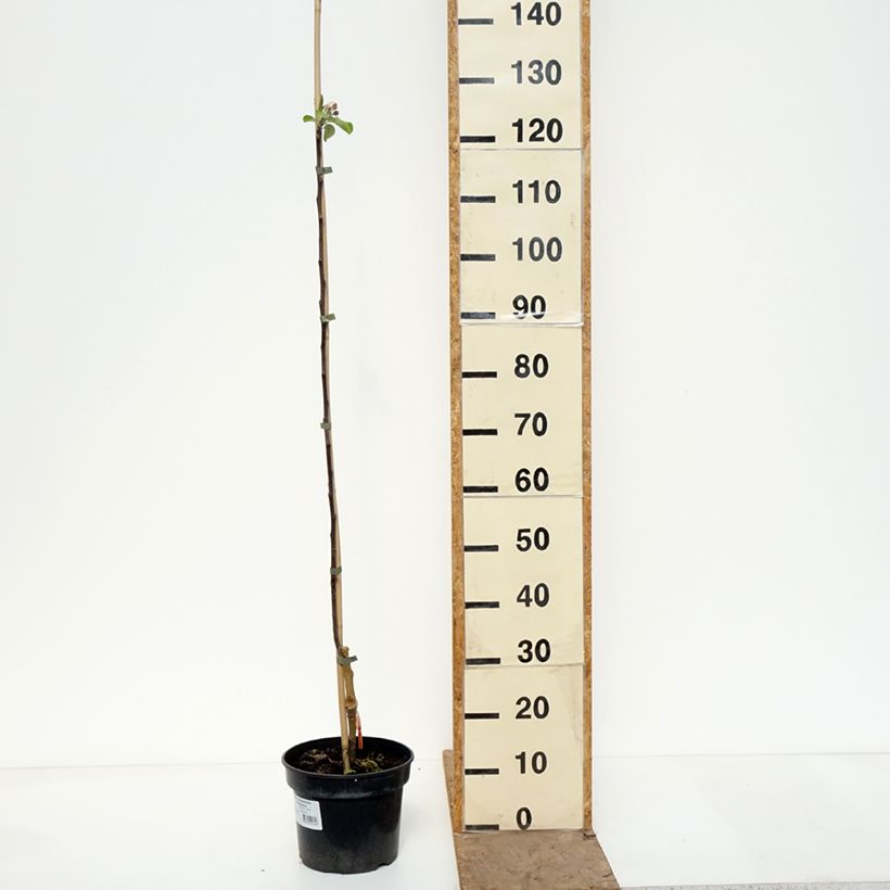 Apple Tree Cynamonówka Prążkowana - Malus domestica 4L/5L pot, Scion sample as delivered in spring