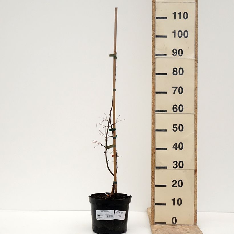 Malus Adirondack - Crabapple 4L/5L pot sample as delivered in winter