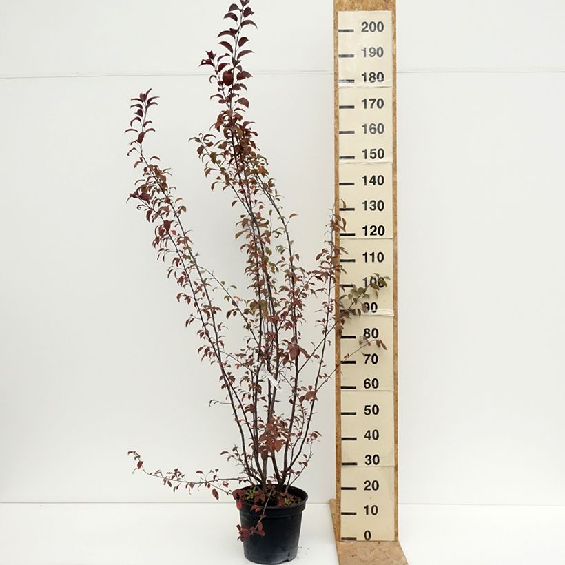 Malus Coccinella Courtarou - Crab Apple 7.5L/10L pot sample as delivered in summer