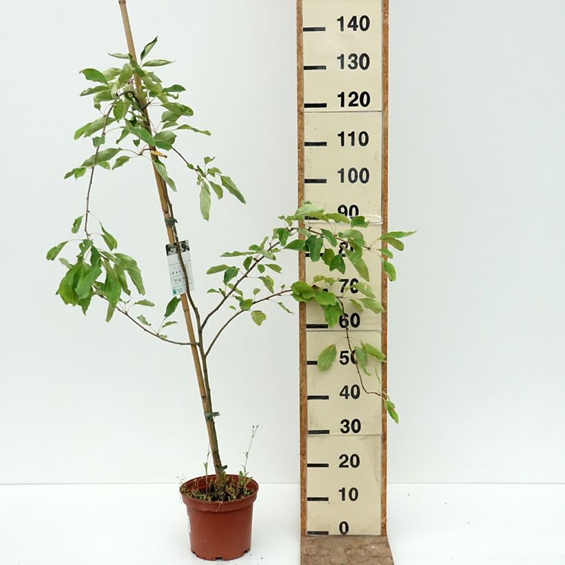 Pommier d'ornement - Malus Dolgo Pot de 4L/5L sample as delivered in summer