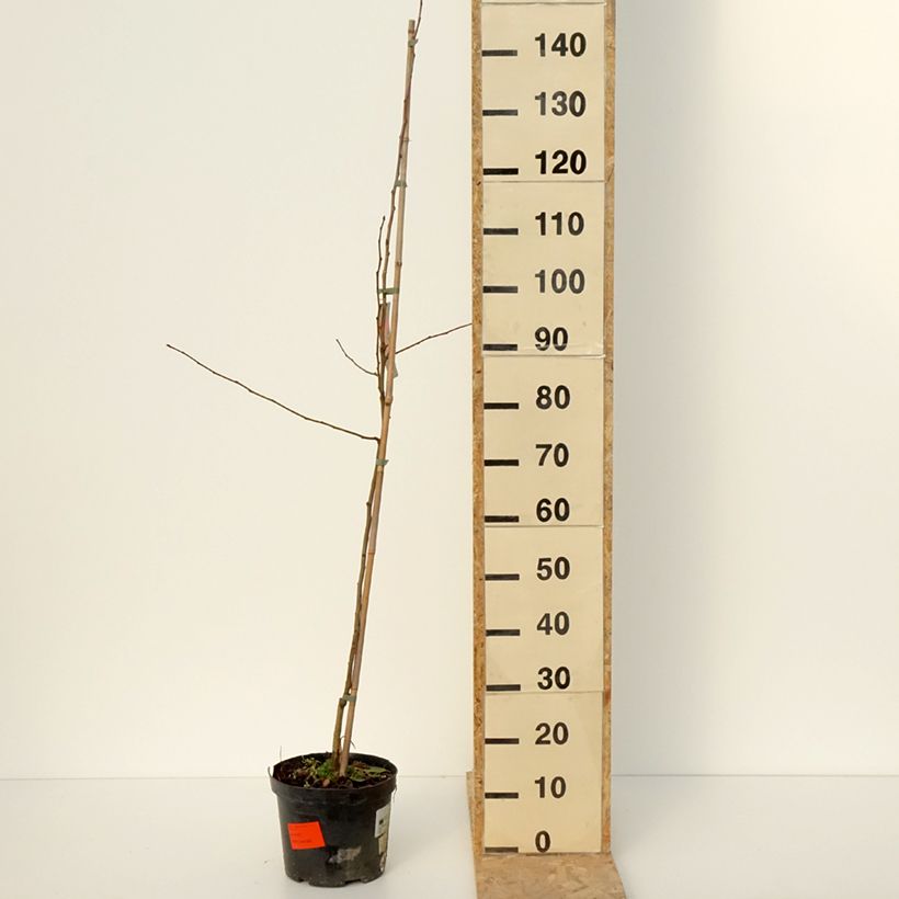 Malus robusta Dolgo - Crabapple 4L/5L pot sample as delivered in winter