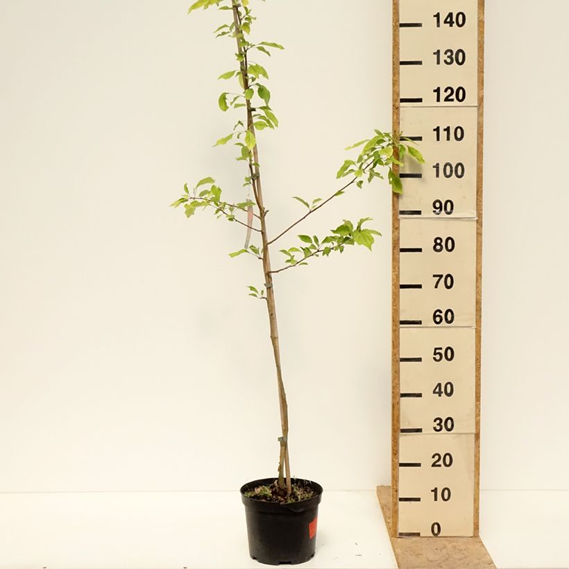 Malus robusta Dolgo - Crabapple 4L/5L pot sample as delivered in spring