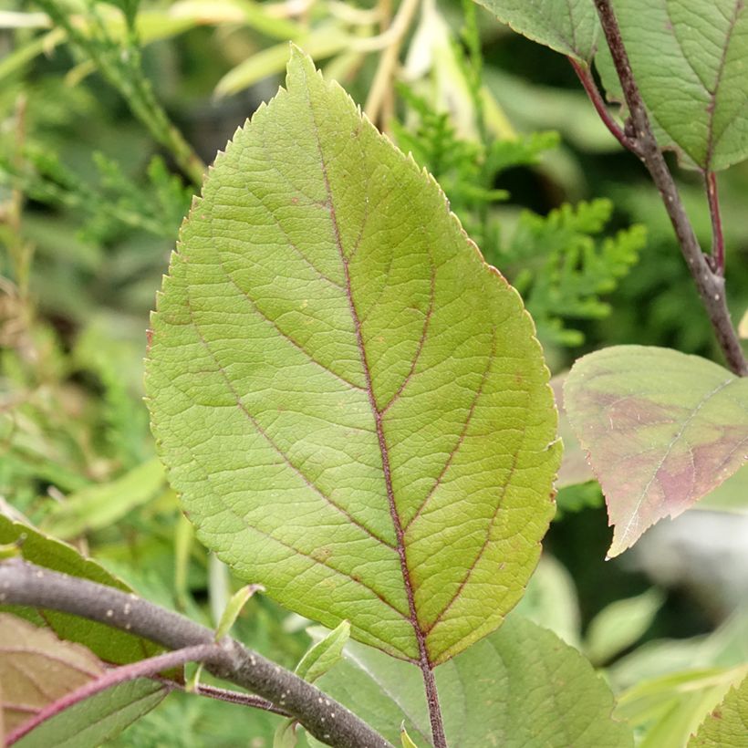 Malus purpurea Eleyi - Purple Crabapple (Foliage)