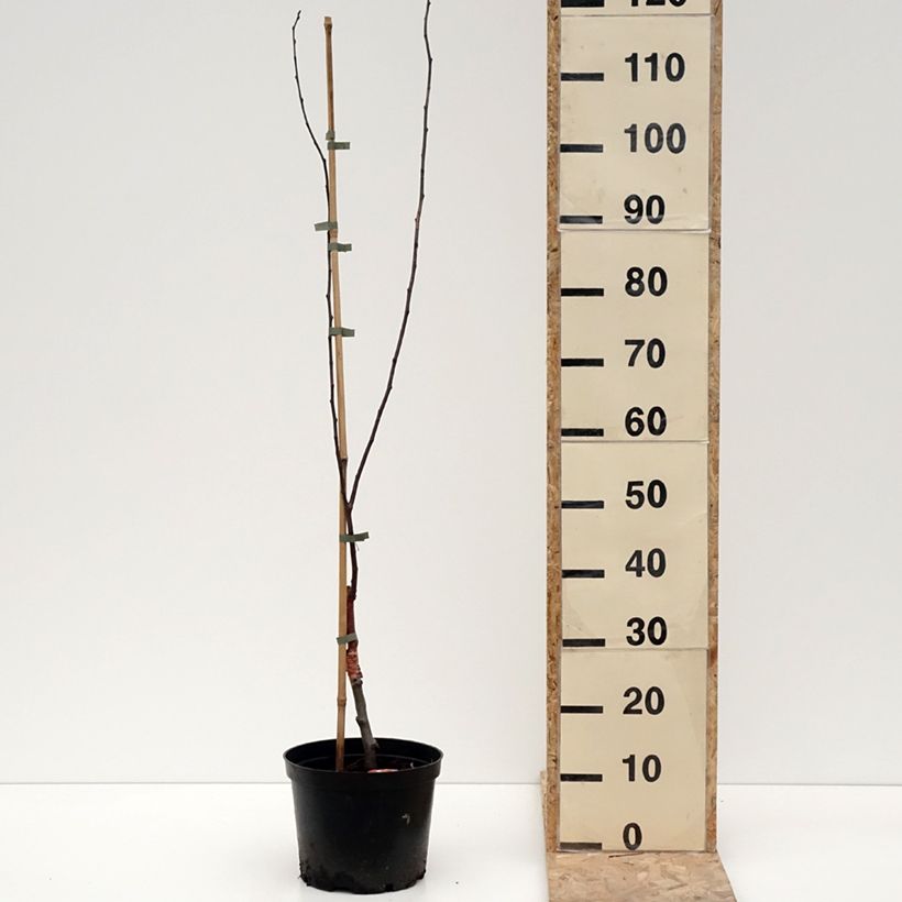 Malus purpurea Eleyi - Purple Crabapple 4L/5L pot sample as delivered in winter