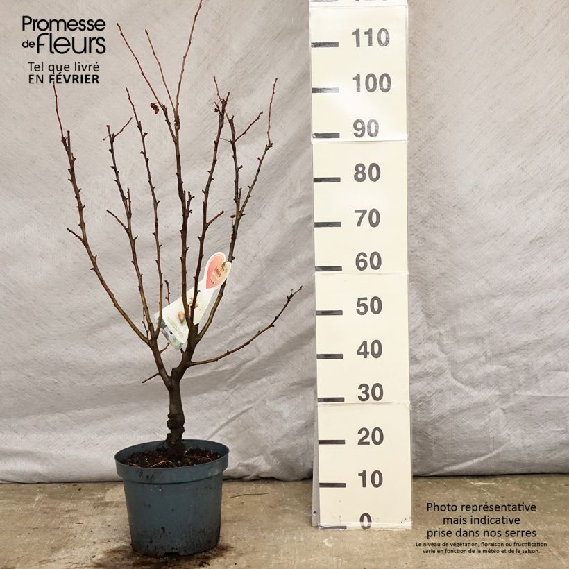 Malus zumi Golden Hornet - Crab Apple 6L/7L pot sample as delivered in winter