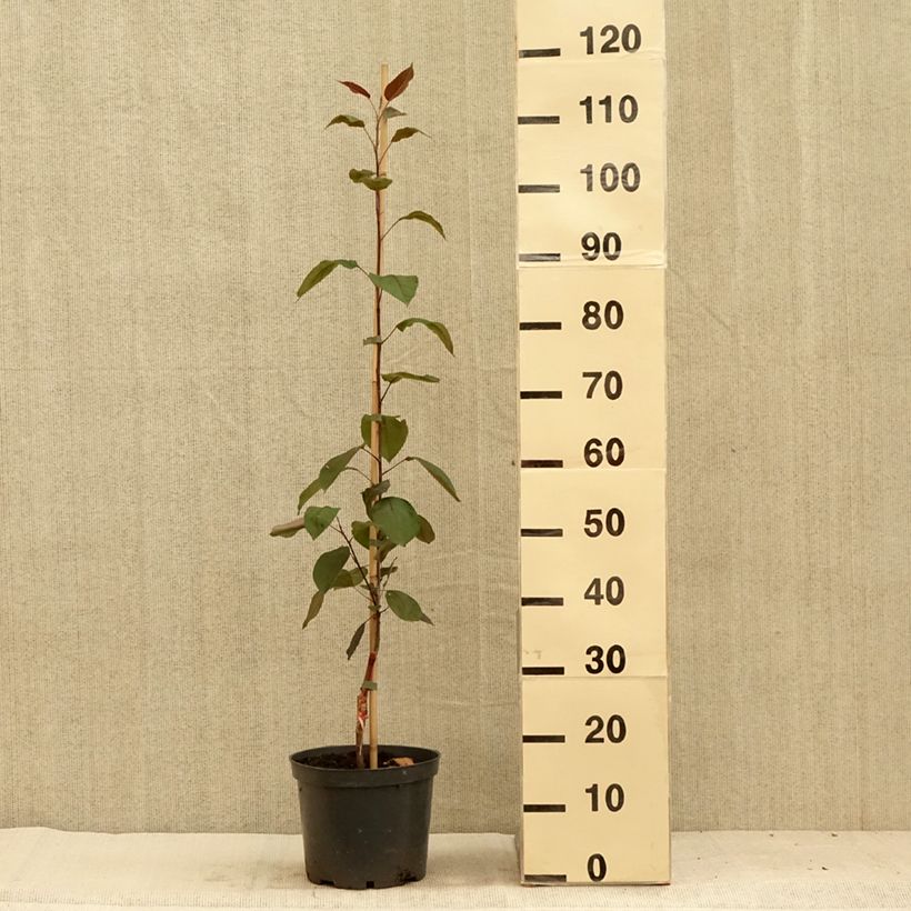 Malus astringens Hopa - Crabapple 4L/5L pot sample as delivered in summer