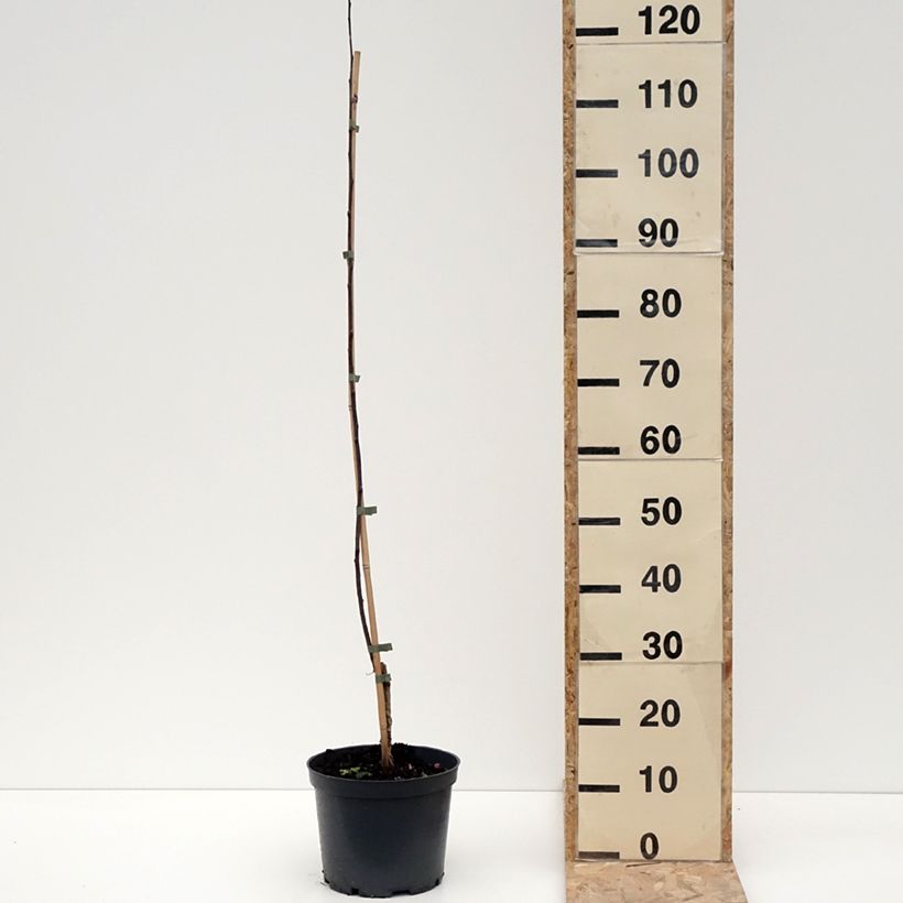 Malus astringens Hopa - Crabapple 4L/5L pot sample as delivered in winter