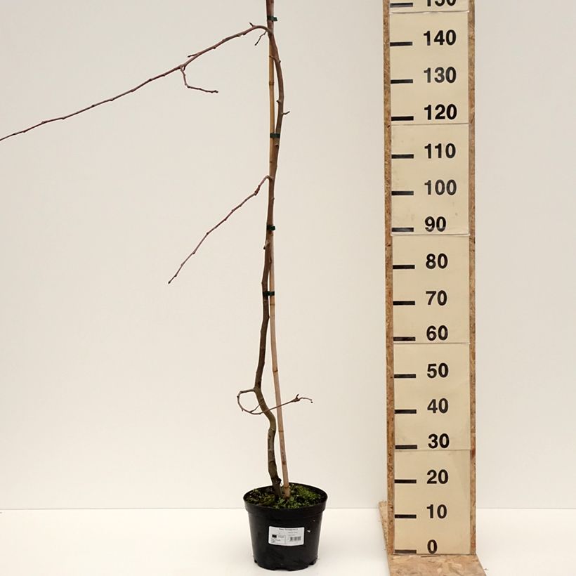 Malus Hyvingiensis - Crabapple 4L/5L pot sample as delivered in winter