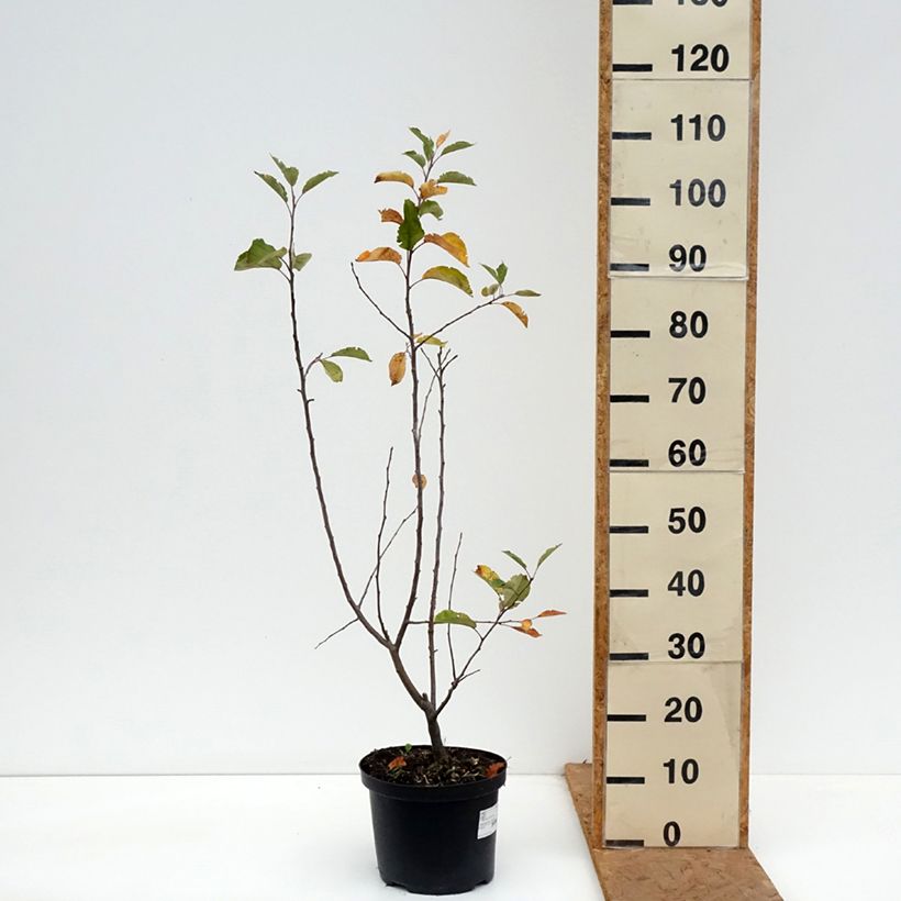 Malus John Downie - Crab Apple 4L/5L pot sample as delivered in autumn