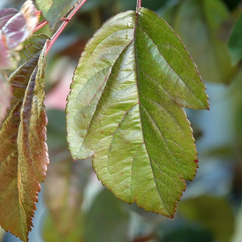 Malus hybrida Liset - Crab Apple (Foliage)