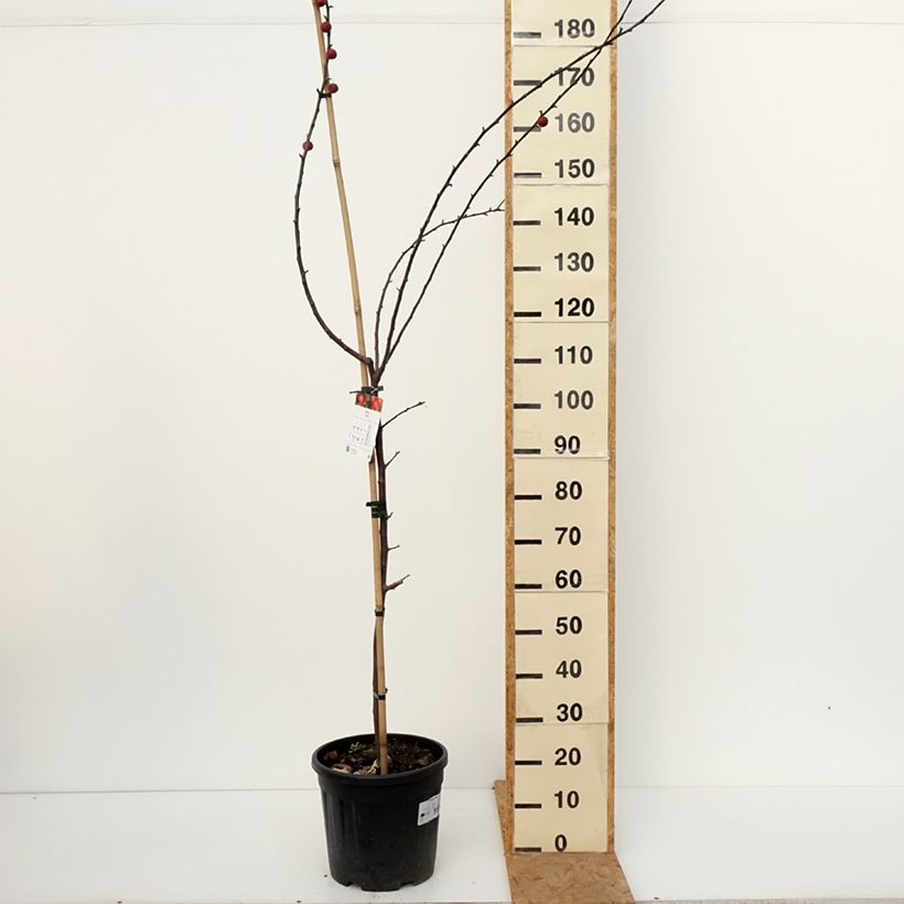 Malus x purpurea Ola - Purple Crabapple 7.5L/10L pot sample as delivered in autumn