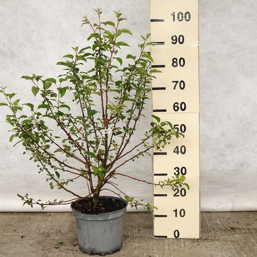 Malus Evereste - Crab Apple 6L/7L pot, Bush sample as delivered in spring
