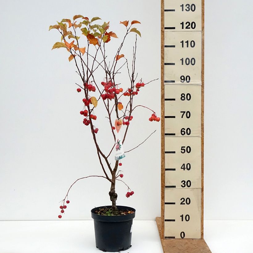 Malus Evereste - Crab Apple 7.5L/10L pot sample as delivered in autumn