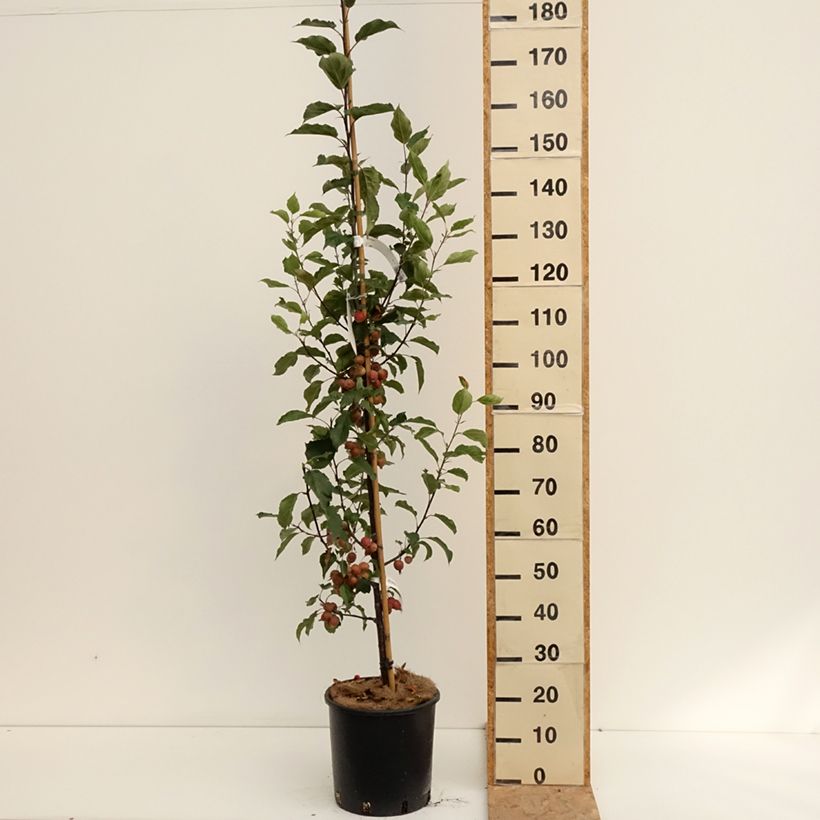Malus Red Obelisk - Crab Apple 7.5L/10L pot sample as delivered in summer