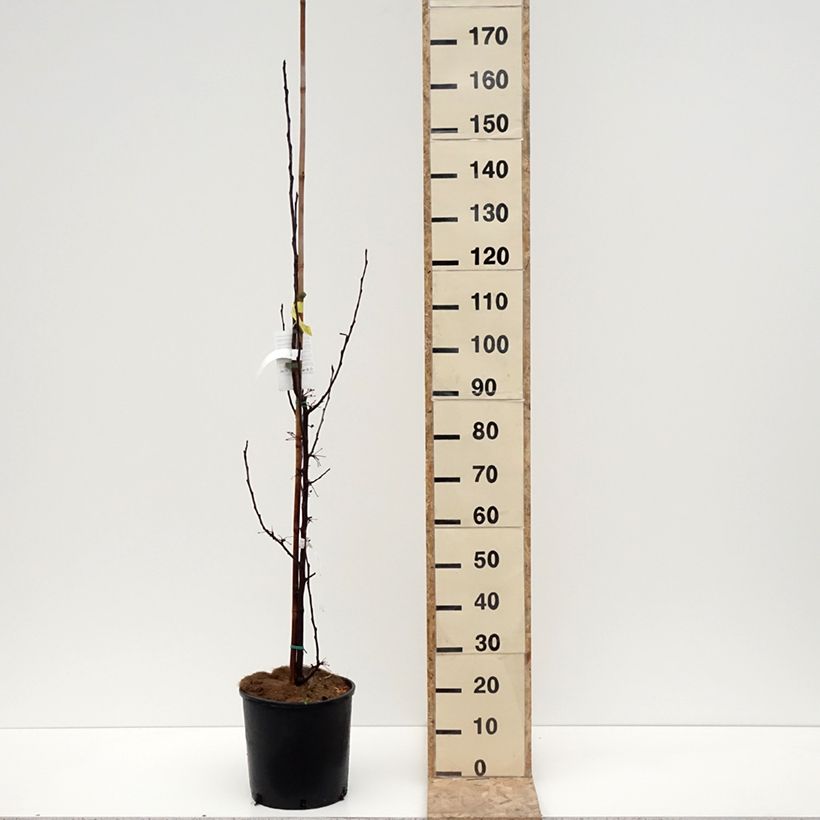 Malus Red Obelisk - Crab Apple 7.5L/10L pot sample as delivered in winter