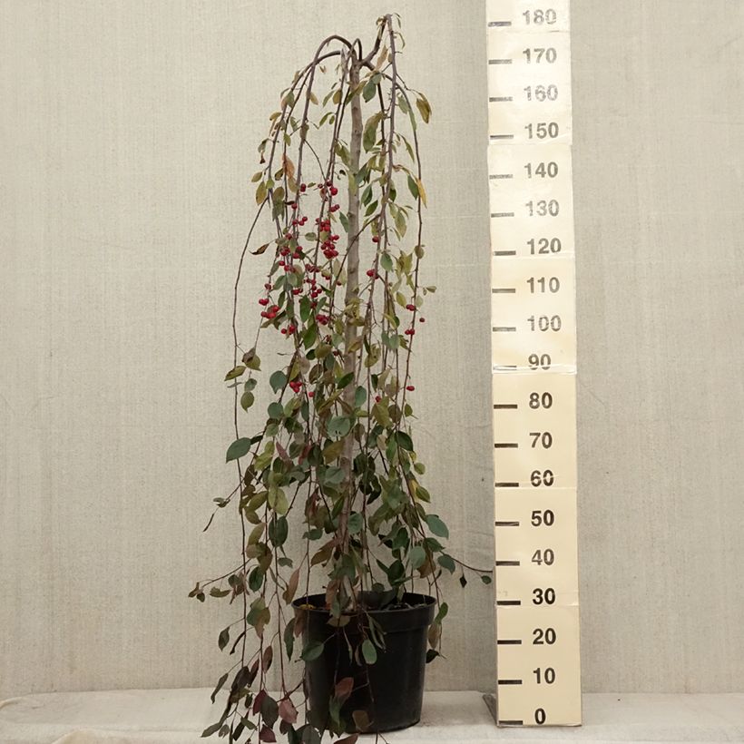 Malus Royal Beauty - Crab Apple 7.5L/10L pot sample as delivered in autumn