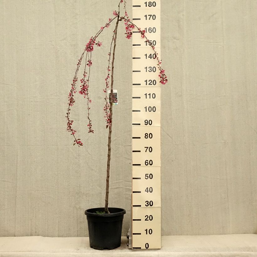 Malus Royal Beauty - Crab Apple 7.5L/10L pot, Standard sample as delivered in spring