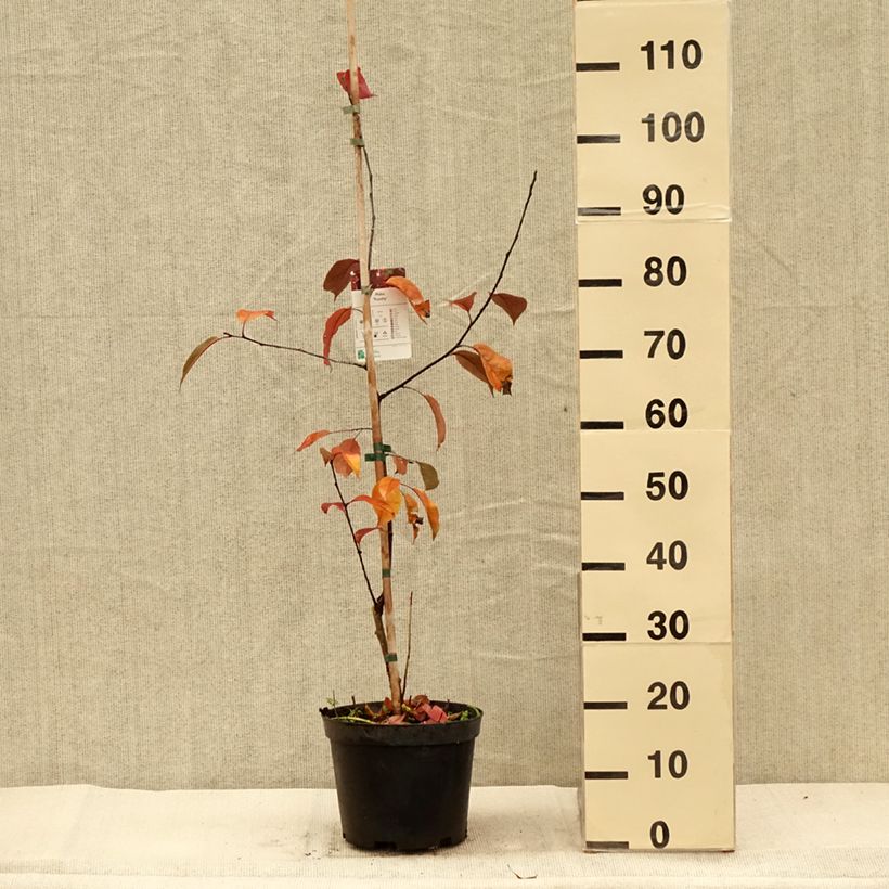 Malus Royalty - Crab Apple 4L/5L pot sample as delivered in autumn