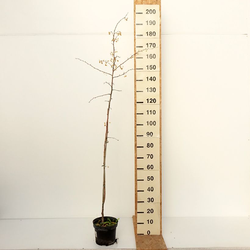 Malus toringo Brouwers Beauty - Crab Apple 4L/5L pot sample as delivered in autumn