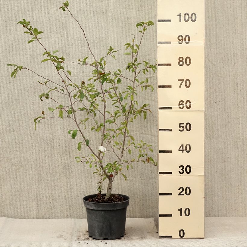 Malus toringo Brouwers Beauty - Crab Apple 4L/5L pot sample as delivered in summer