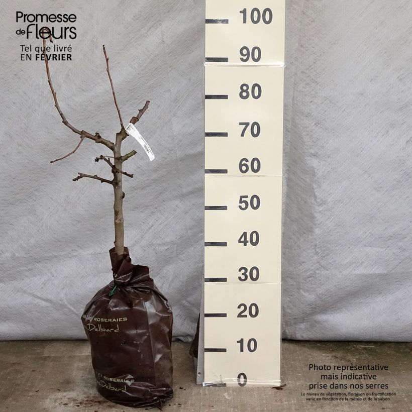 Apple Tree Delbard Jubilee - Malus domestica Ready-to-plant root ball, Goblet sample as delivered in winter