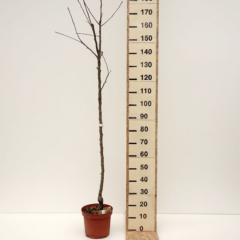 Apple Tree Double Belle Fleur - Malus domestica 7.5L/10L pot, Half standard sample as delivered in winter