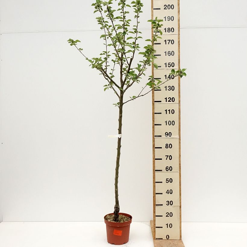 Apple Tree Double Belle Fleur - Malus domestica 7.5L/10L pot, Half standard sample as delivered in spring