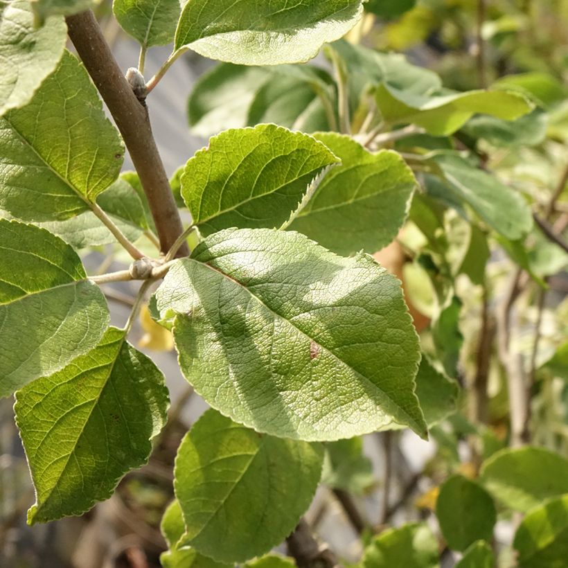 Apple Tree Double Belle Fleur - Malus domestica (Foliage)