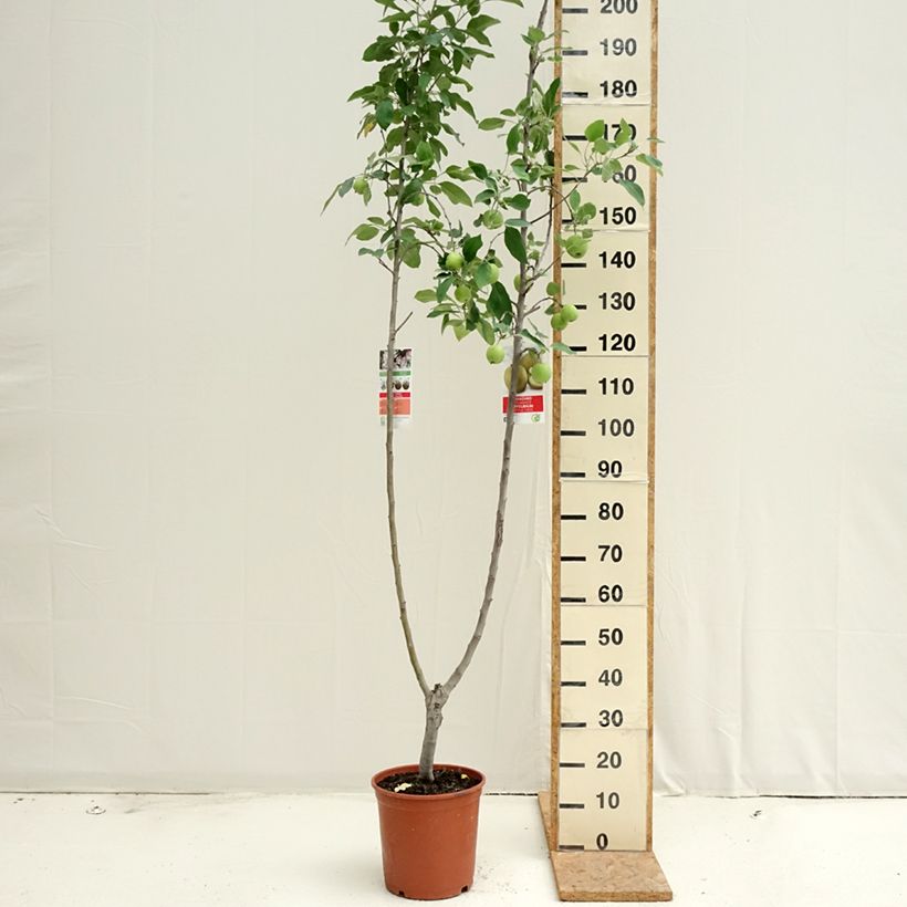 Two-in-one apple tree Malus domestica Gala and Golden Delicious 7.5L/10L pot sample as delivered in summer