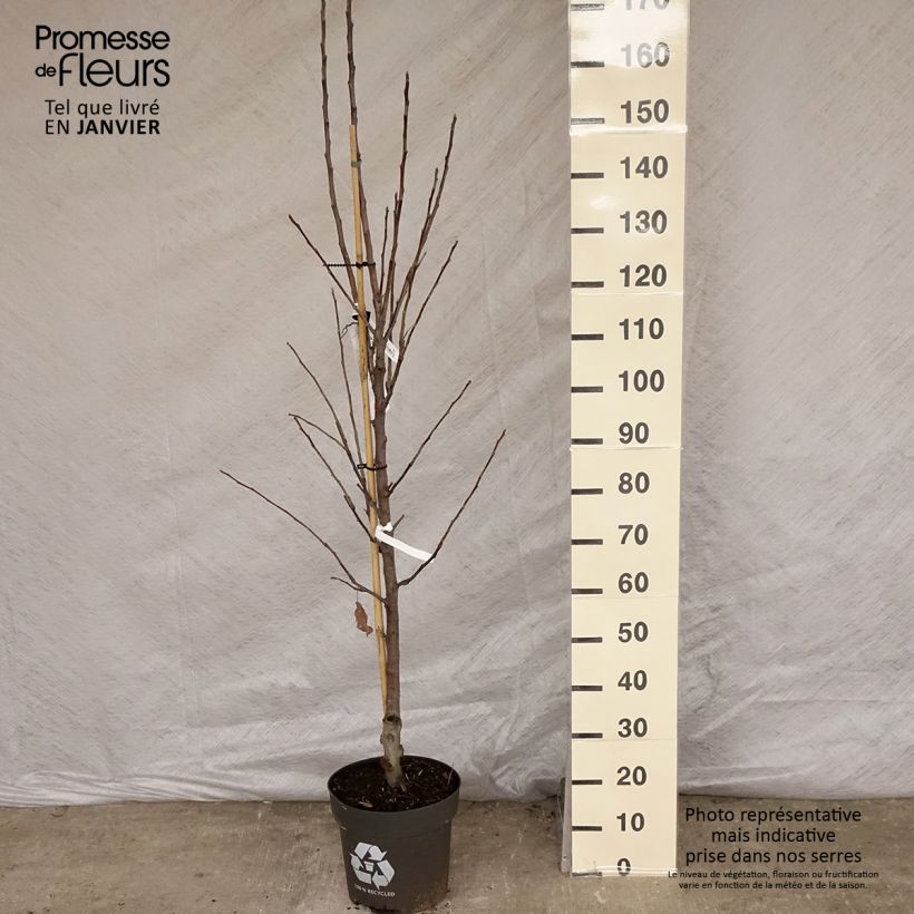 Apple Tree Elstar - Malus domestica 7.5L/10L pot, Goblet sample as delivered in winter