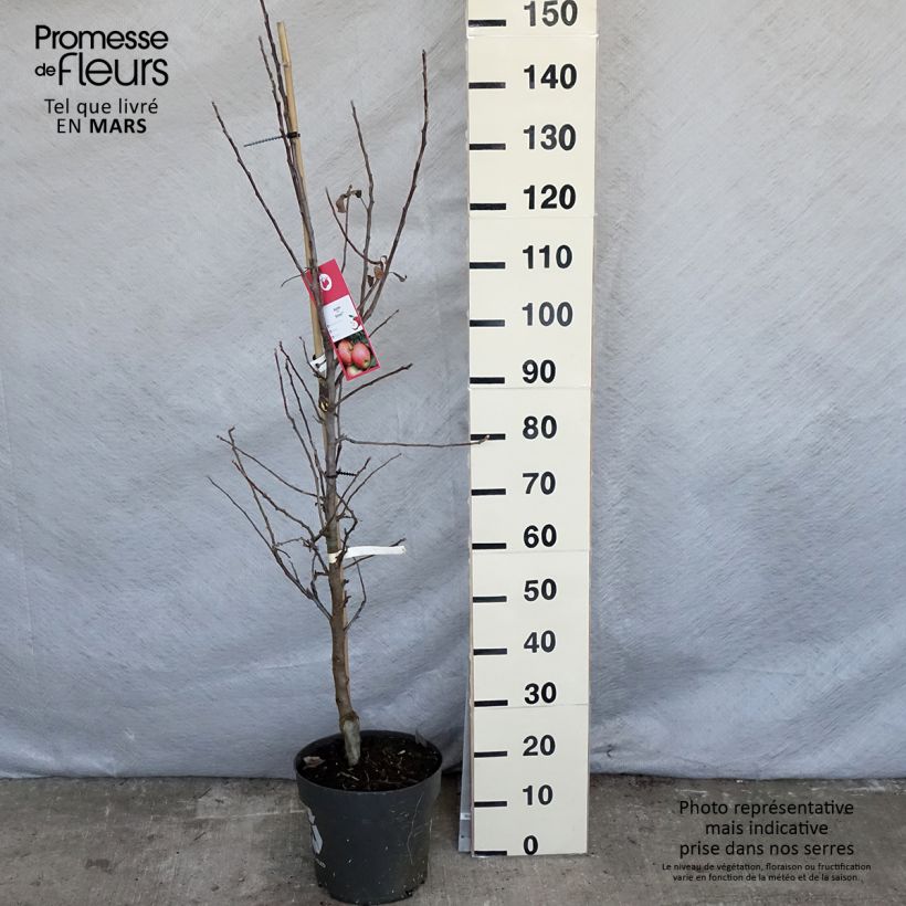 Apple Tree Elstar - Malus domestica 7.5L/10L pot, Goblet sample as delivered in spring