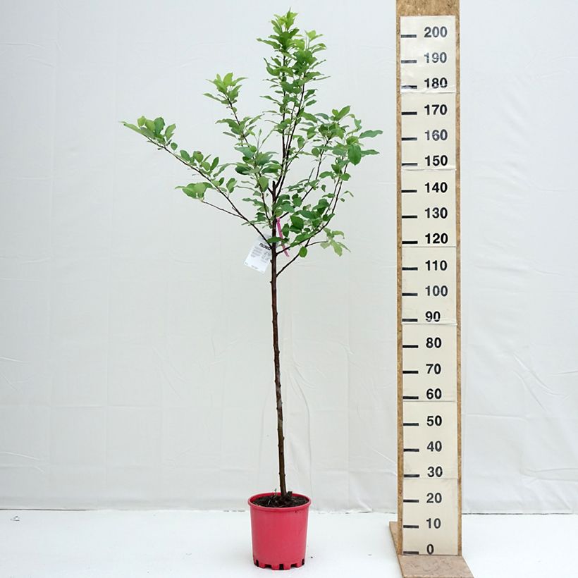 Apple Tree Fuji - Malus domestica 7.5L/10L pot, Half standard sample as delivered in spring