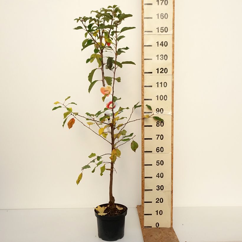 Apple Tree Gala - Malus domestica 7.5L/10L pot, Goblet sample as delivered in autumn