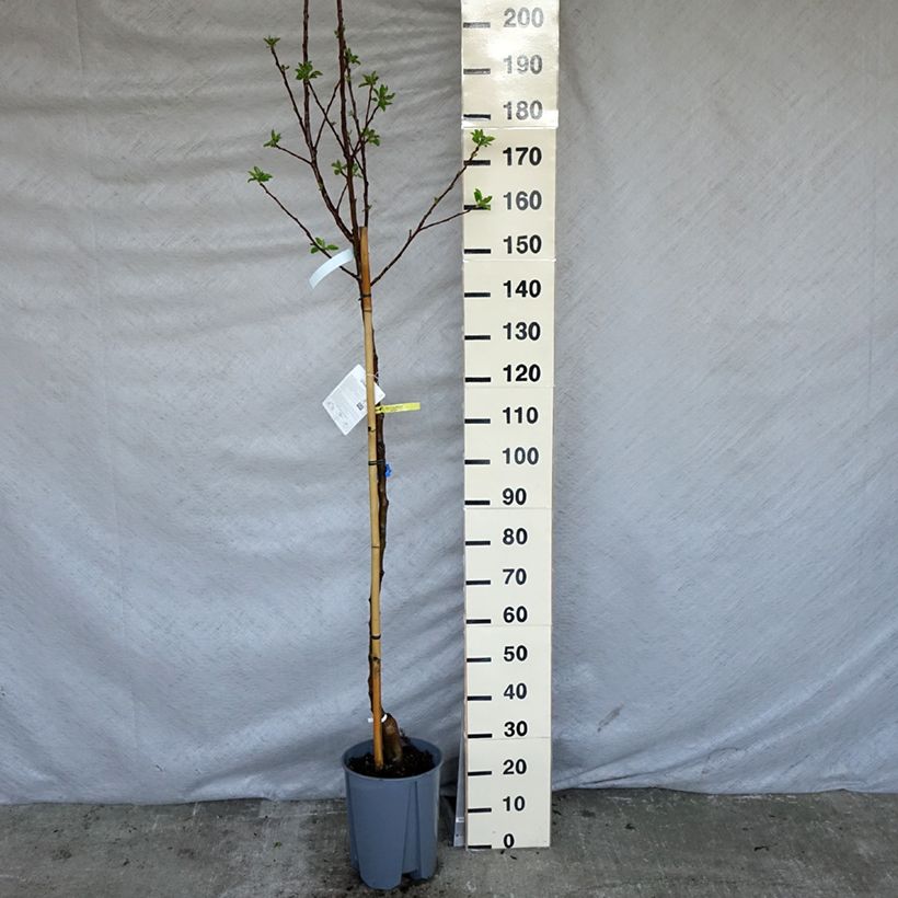 Malus domestica Golden Delicious - Golden Delicious Apple 7.5L/10L pot, Half standard sample as delivered in spring