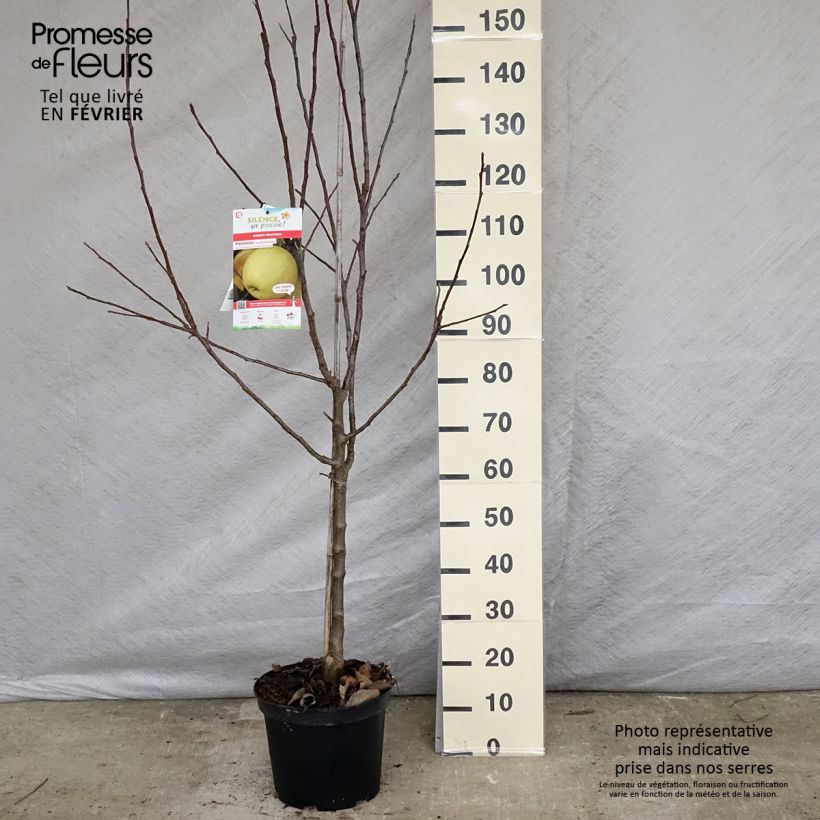 Malus domestica Golden Delicious - Golden Delicious Apple 7.5L/10L pot, Goblet sample as delivered in winter