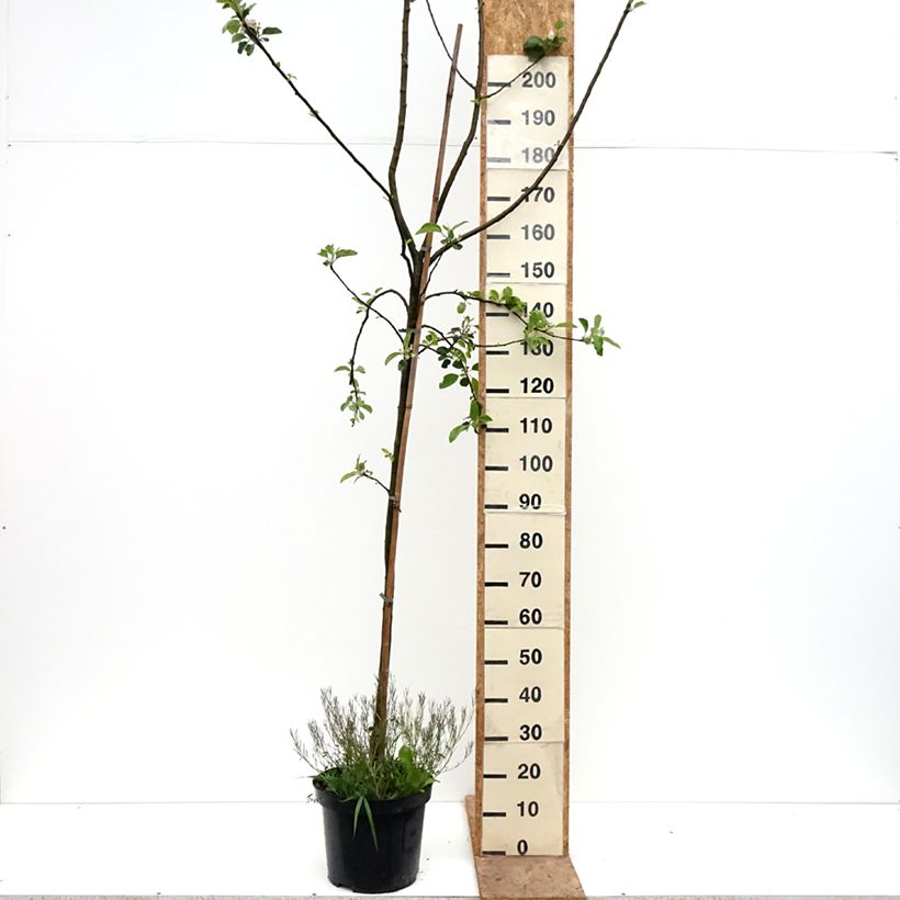 Apple Tree Golden Noble - Malus domestica 7.5L/10L pot, Goblet sample as delivered in spring