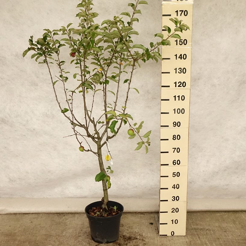 Apple Tree Grand Alexandre - Malus domestica 7.5L/10L pot, Goblet sample as delivered in summer