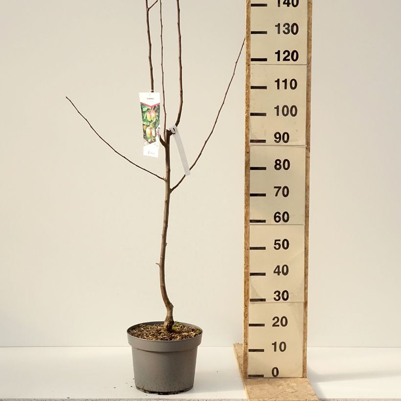 Apple Tree Grand Alexandre - Malus domestica 7.5L/10L pot, Goblet sample as delivered in winter