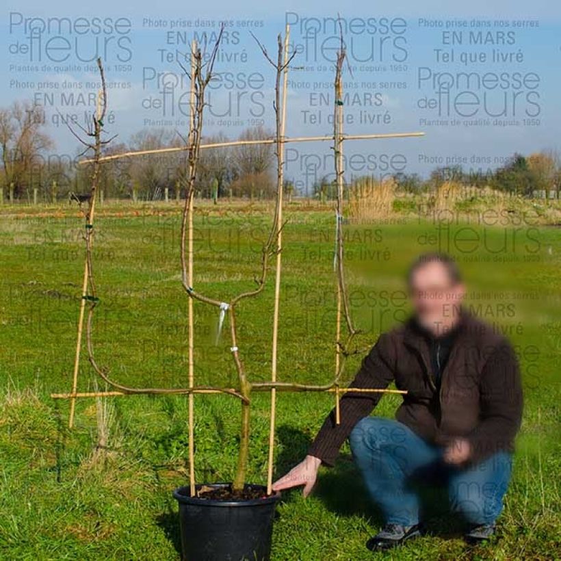 Example of Apple Tree Granny Smith - Malus domestica 18L/20L pot, Candelabra Espalier specimen as delivered