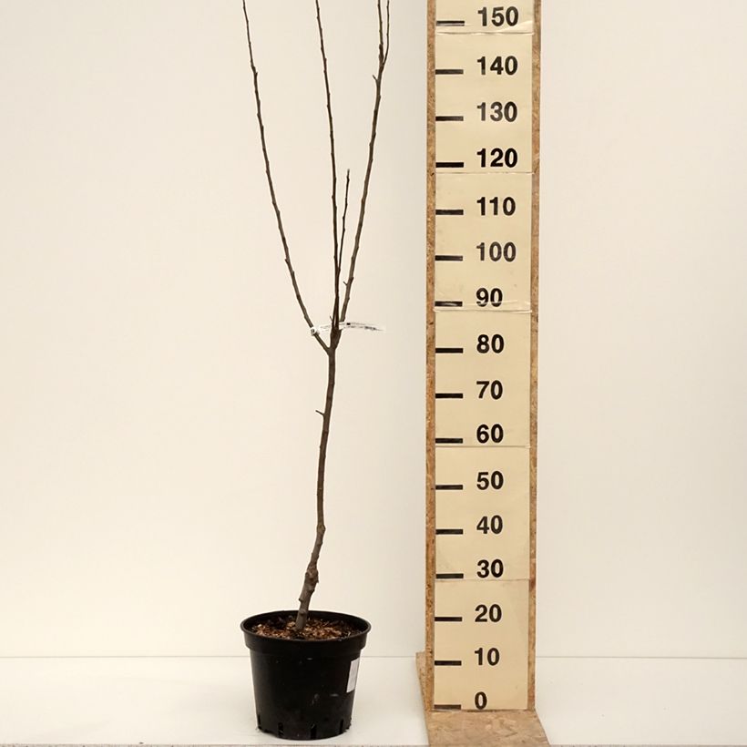 Apple Tree Granny Smith - Malus domestica 7.5L/10L pot, Goblet sample as delivered in winter