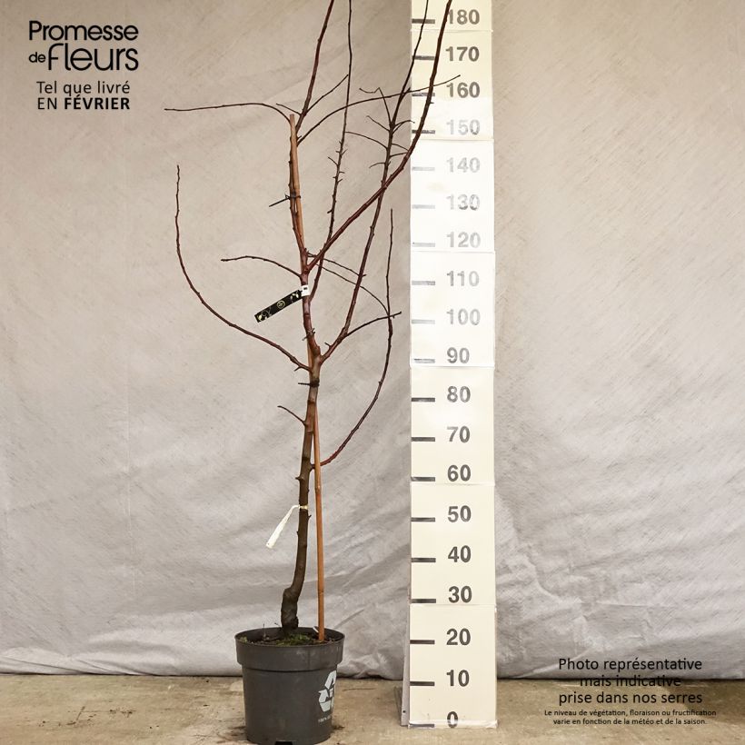 Apple Tree Gravenstein - Malus domestica 7.5L/10L pot, Goblet sample as delivered in winter