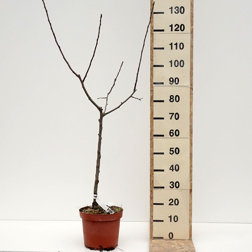 Apple Tree Jacques Lebel - Malus domestica 7.5L/10L pot, Goblet sample as delivered in winter