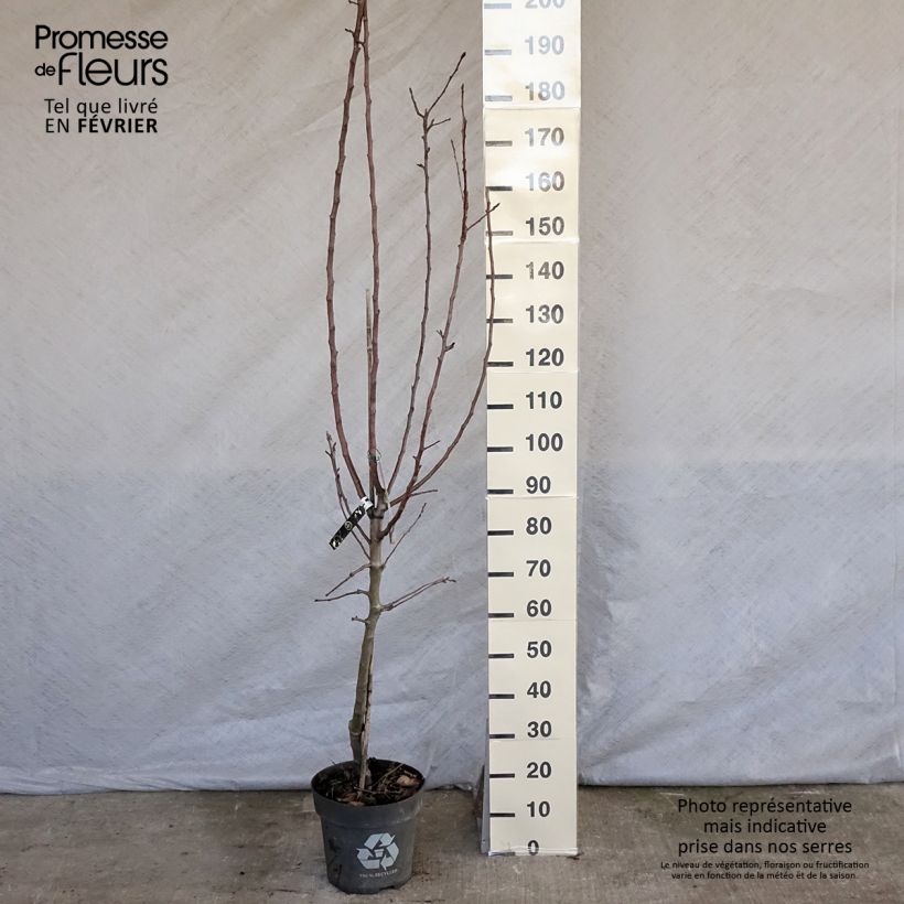 Apple Tree James Grieve - Malus domestica 7.5L/10L pot, Goblet sample as delivered in winter