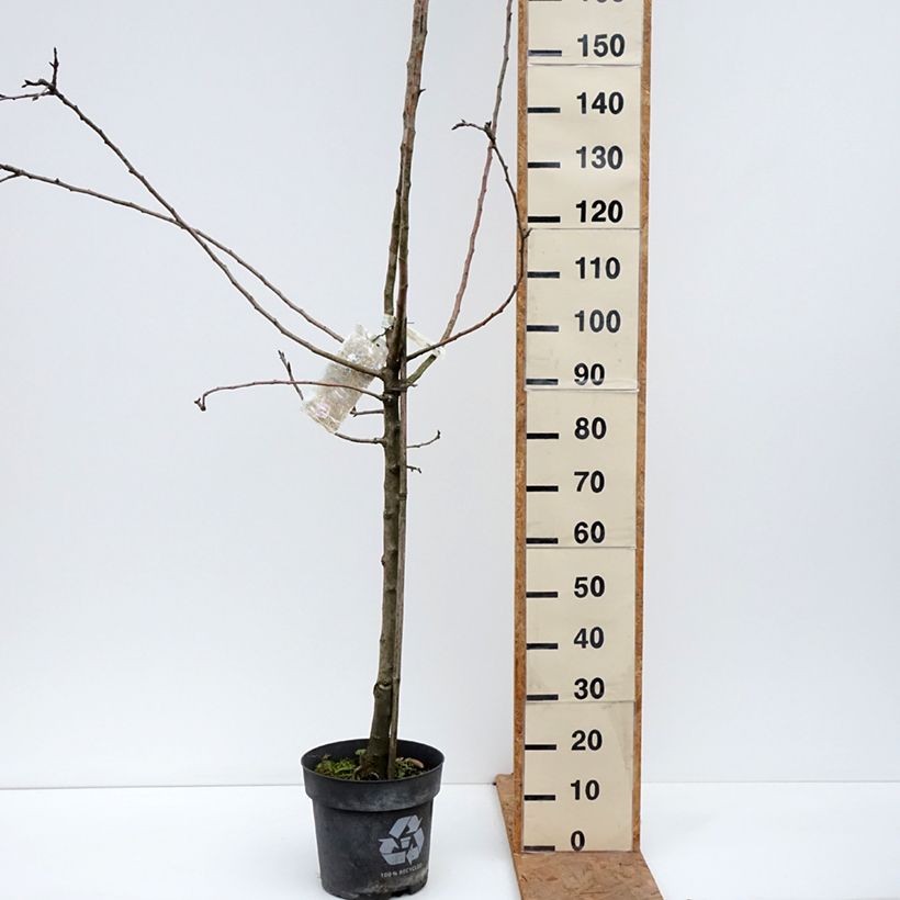 Apple Tree James Grieve - Malus domestica 7.5L/10L pot, Goblet sample as delivered in autumn