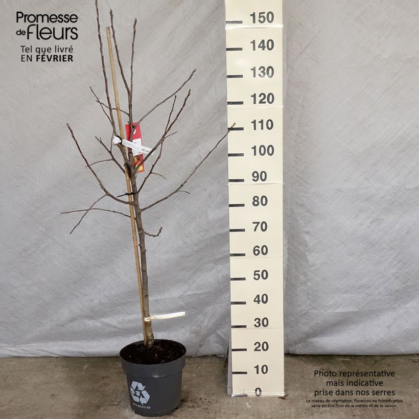 Apple Tree Jonagold - Malus domestica 7.5L/10L pot, Goblet sample as delivered in winter