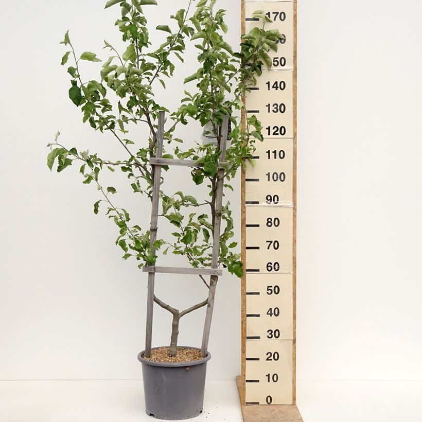 Apple Tree Jonagold - Malus domestica 7.5L/10L pot, Single u-shaped espalier sample as delivered in spring
