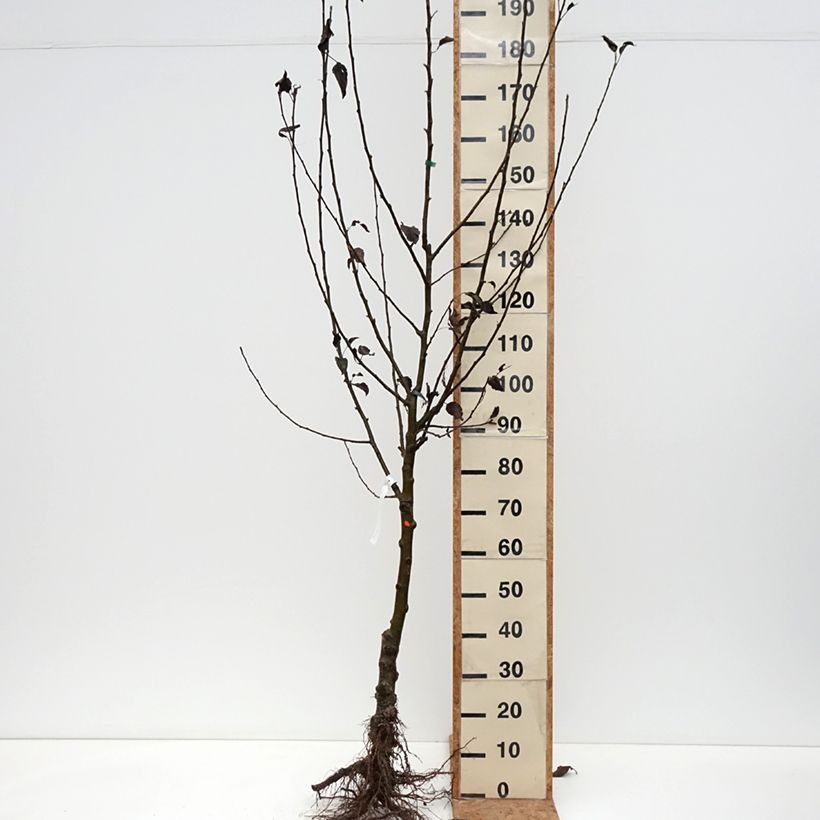 Apple Tree Jonathan - Malus domestica Bare root, Goblet sample as delivered in winter